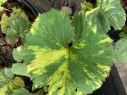 - Petasites japonicus 'Nishiki-buki' Variegated Japanese Colt's Foot - Mr Maple │ Buy Japanese Maple Trees