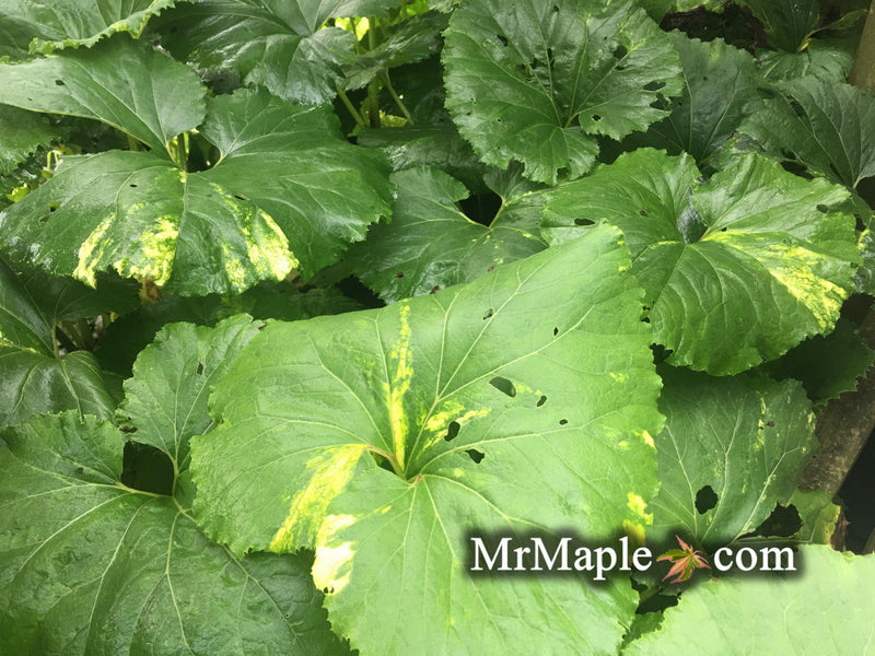 - Petasites japonicus 'Nishiki-buki' Variegated Japanese Colt's Foot - Mr Maple │ Buy Japanese Maple Trees