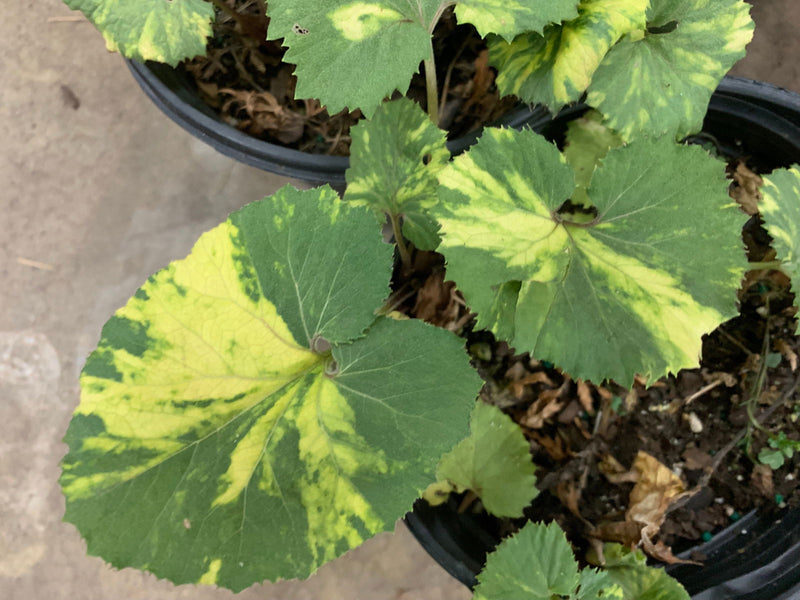 - Petasites japonicus 'Nishiki-buki' Variegated Japanese Colt's Foot - Mr Maple │ Buy Japanese Maple Trees