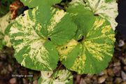 - Petasites japonicus 'Nishiki-buki' Variegated Japanese Colt's Foot - Mr Maple │ Buy Japanese Maple Trees