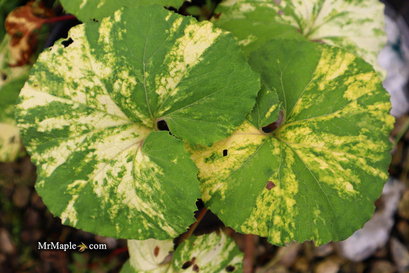 - Petasites japonicus 'Nishiki-buki' Variegated Japanese Colt's Foot - Mr Maple │ Buy Japanese Maple Trees