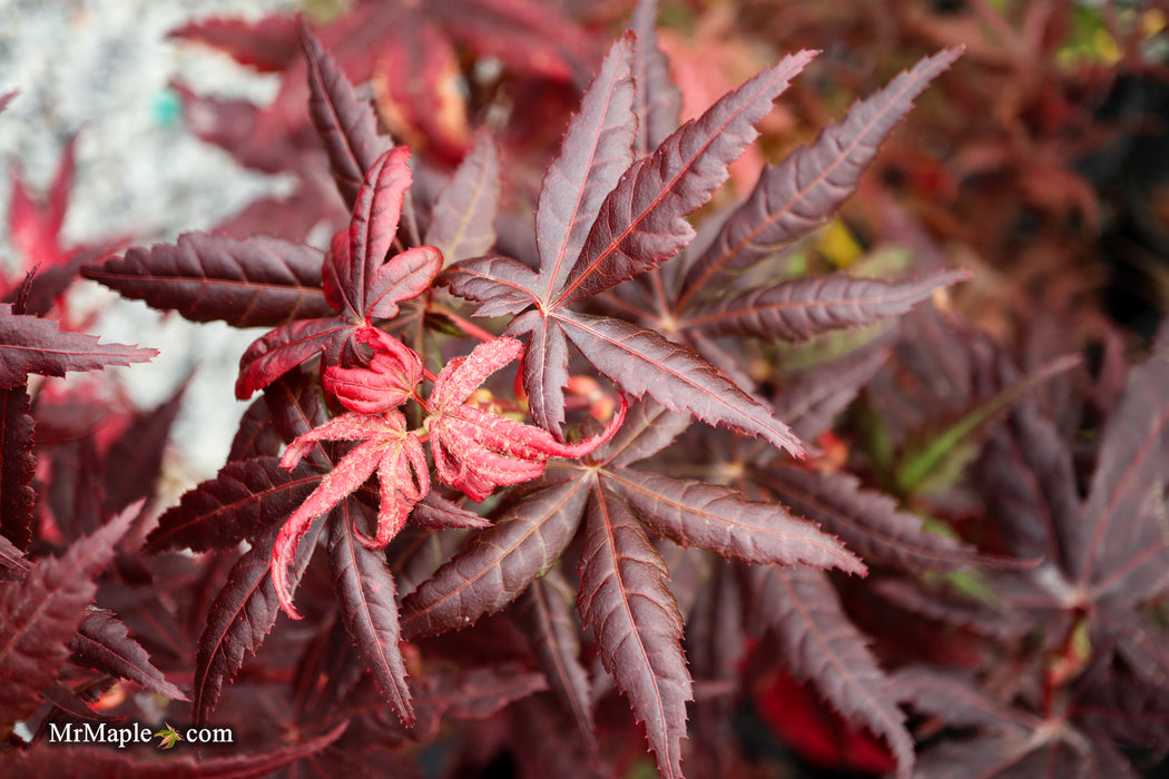 Acer palmatum 'Peve Starfish' Japanese Maple