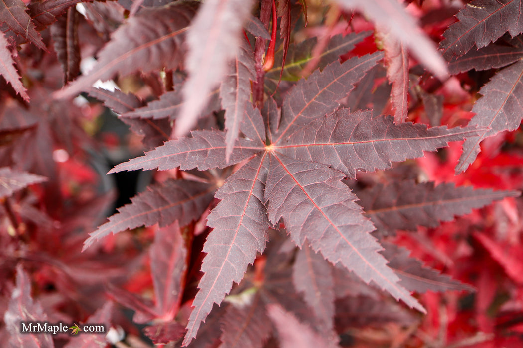 Acer palmatum 'Peve Starfish' Japanese Maple