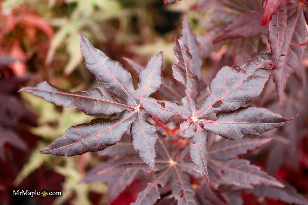 Acer palmatum 'Peve Starfish' Japanese Maple