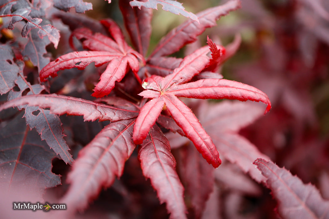 Acer palmatum 'Peve Starfish' Japanese Maple