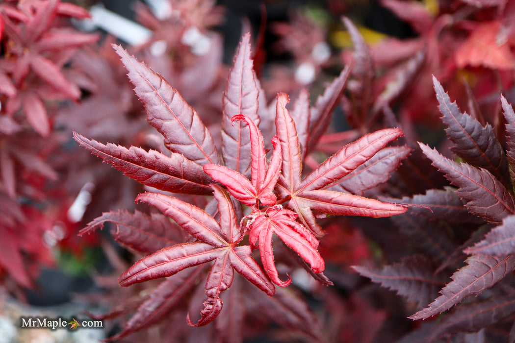 Acer palmatum 'Peve Starfish' Japanese Maple