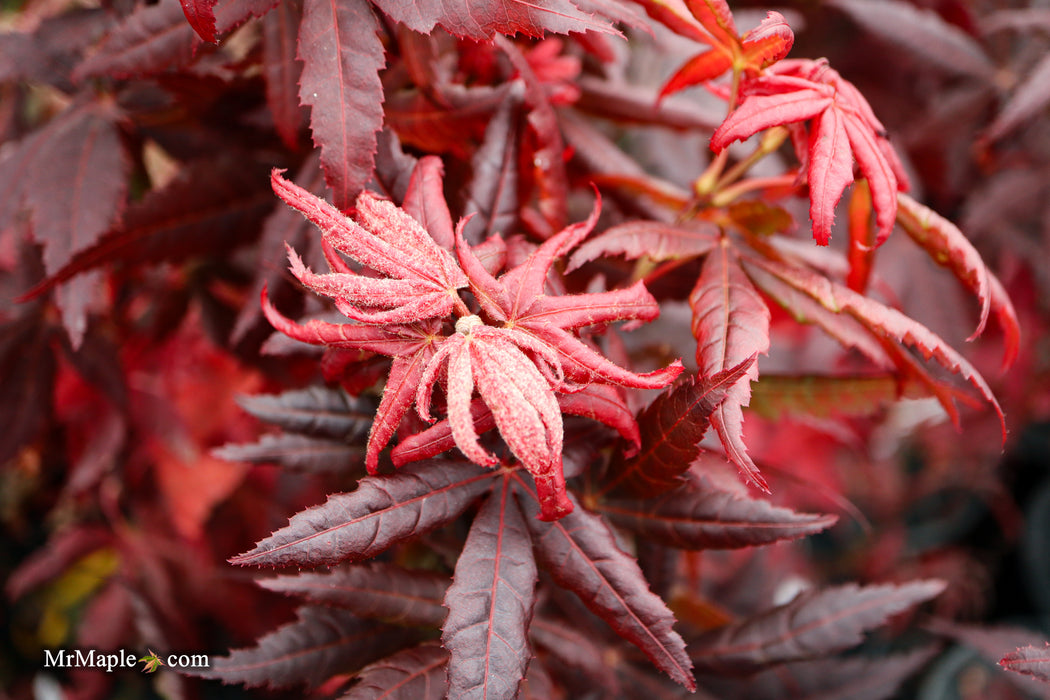 Acer palmatum 'Peve Starfish' Japanese Maple