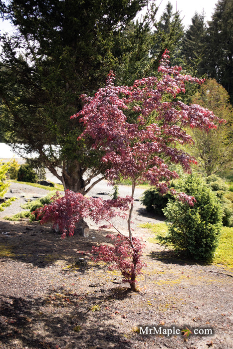 - Acer palmatum 'Peve Starfish' Japanese Maple - Mr Maple │ Buy Japanese Maple Trees