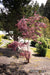 - Acer palmatum 'Peve Starfish' Japanese Maple - Mr Maple │ Buy Japanese Maple Trees