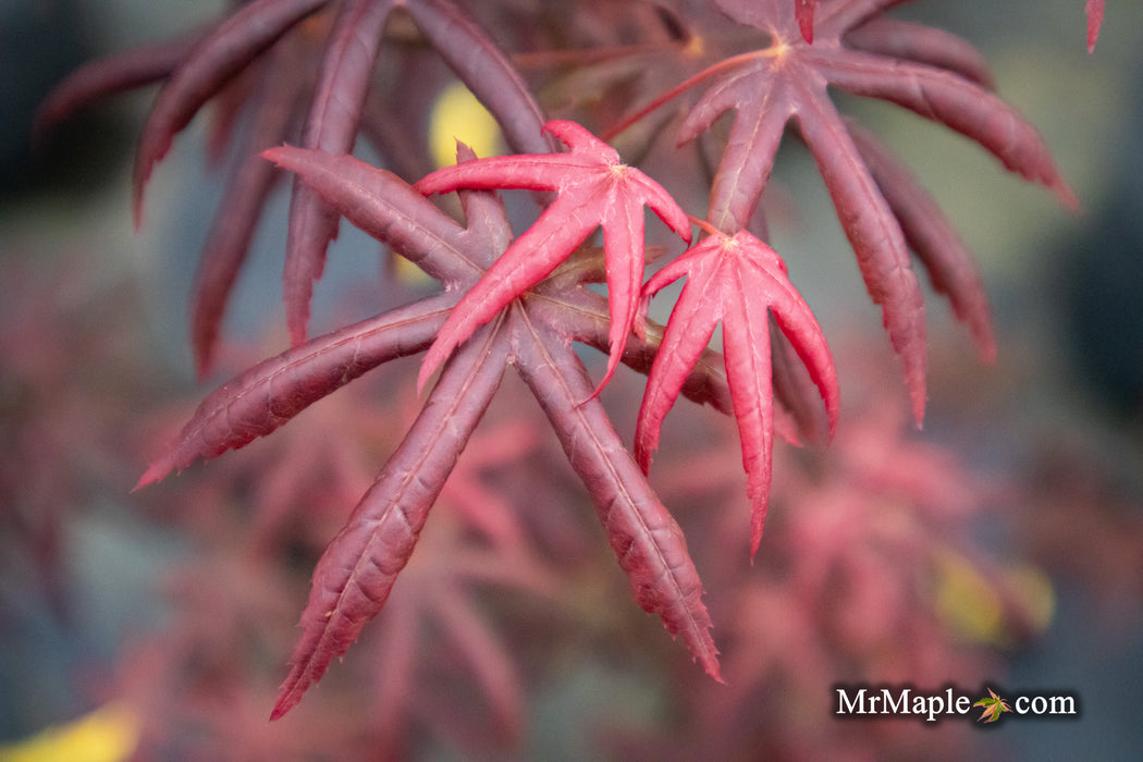 - Acer palmatum 'Peve Starfish' Japanese Maple - Mr Maple │ Buy Japanese Maple Trees