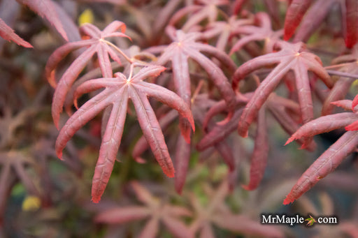 - Acer palmatum 'Peve Starfish' Japanese Maple - Mr Maple │ Buy Japanese Maple Trees