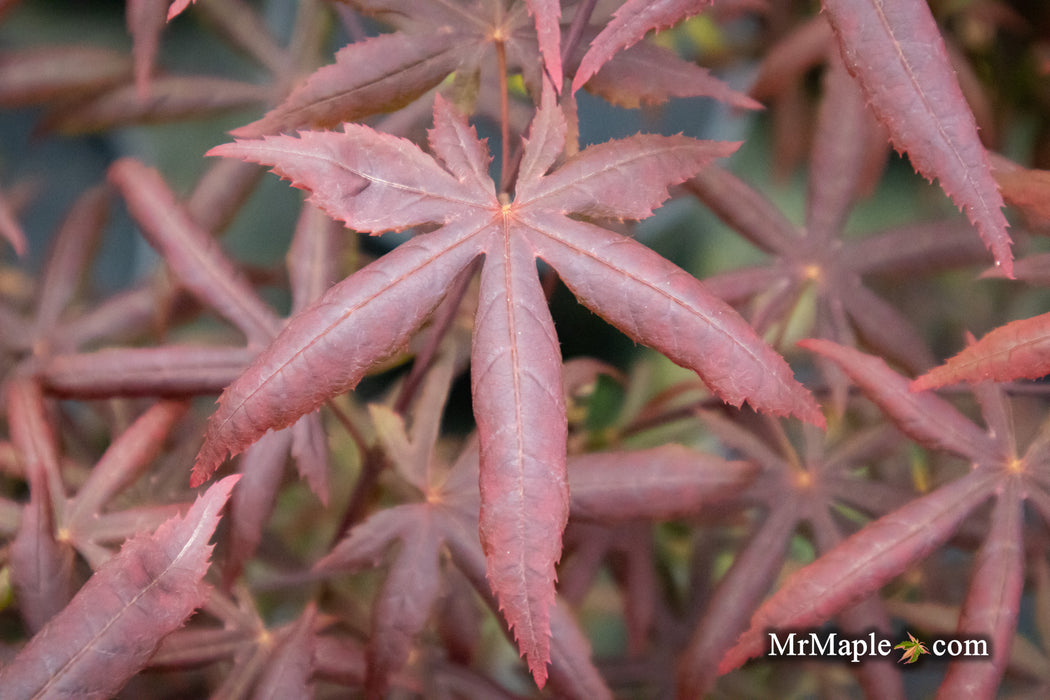 - Acer palmatum 'Peve Starfish' Japanese Maple - Mr Maple │ Buy Japanese Maple Trees