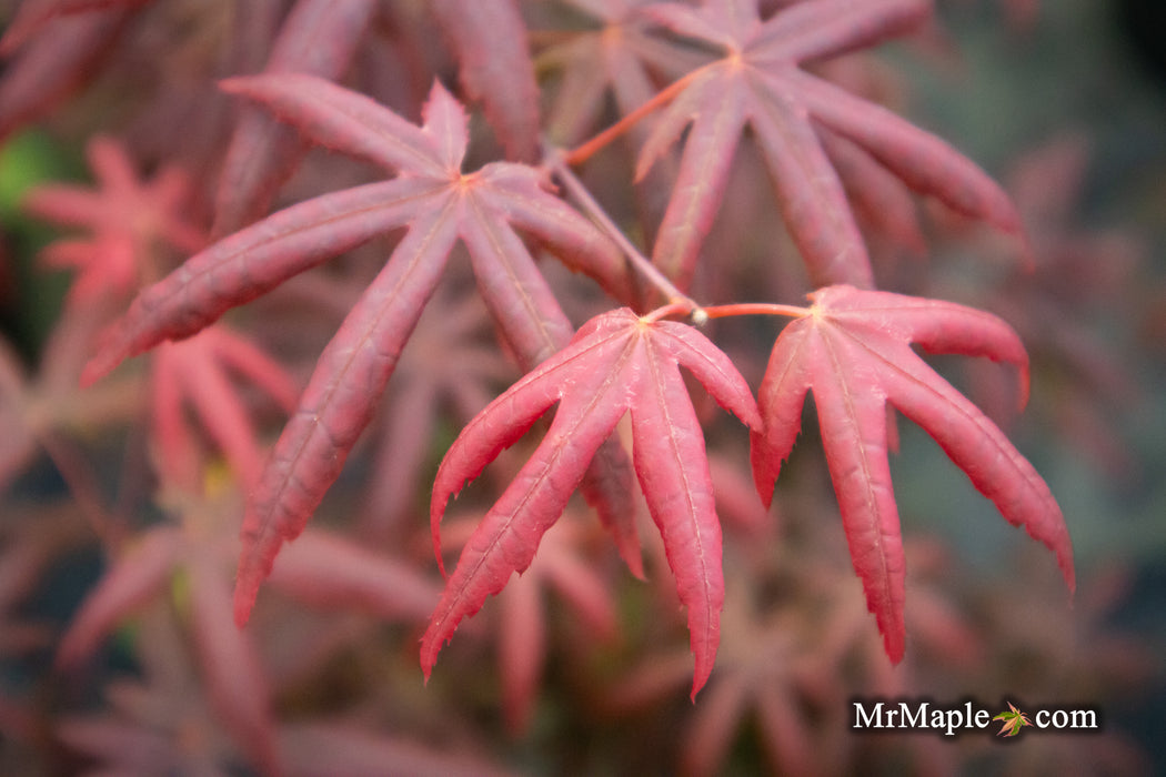 - Acer palmatum 'Peve Starfish' Japanese Maple - Mr Maple │ Buy Japanese Maple Trees