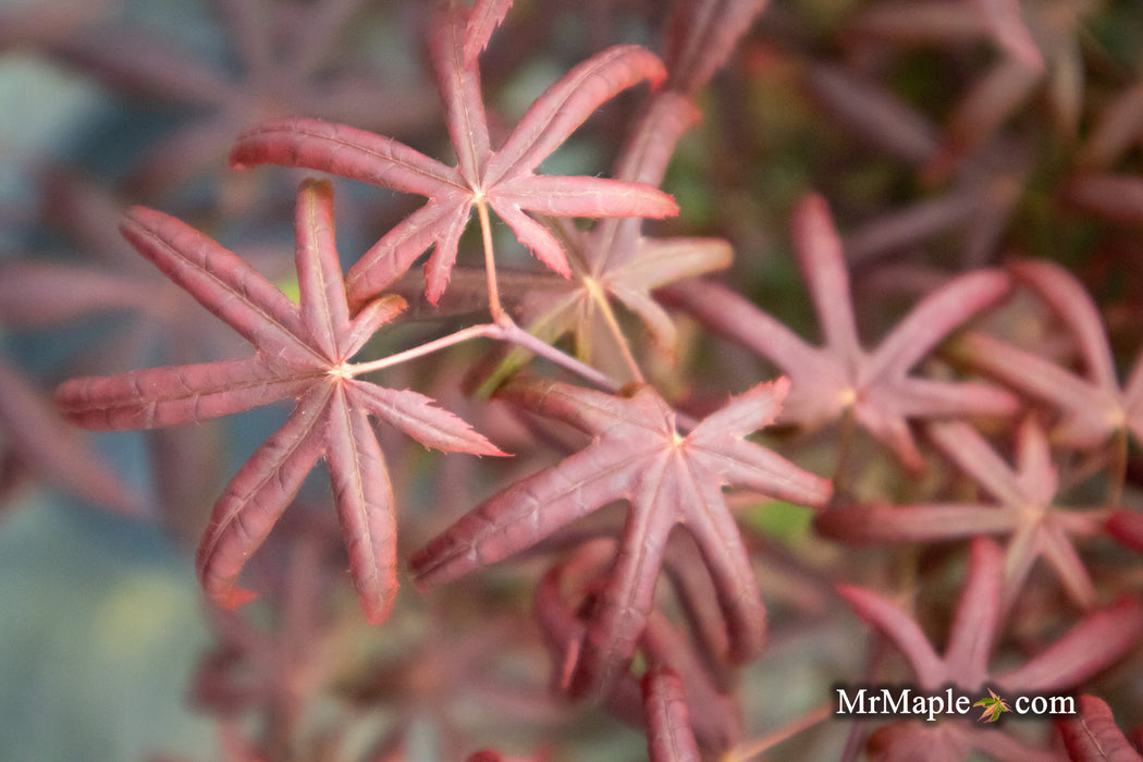 - Acer palmatum 'Peve Starfish' Japanese Maple - Mr Maple │ Buy Japanese Maple Trees