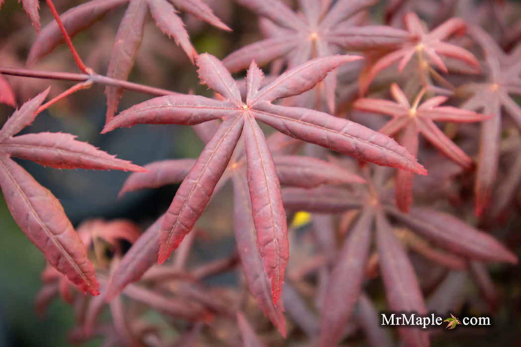 - Acer palmatum 'Peve Starfish' Japanese Maple - Mr Maple │ Buy Japanese Maple Trees