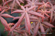 - Acer palmatum 'Peve Starfish' Japanese Maple - Mr Maple │ Buy Japanese Maple Trees