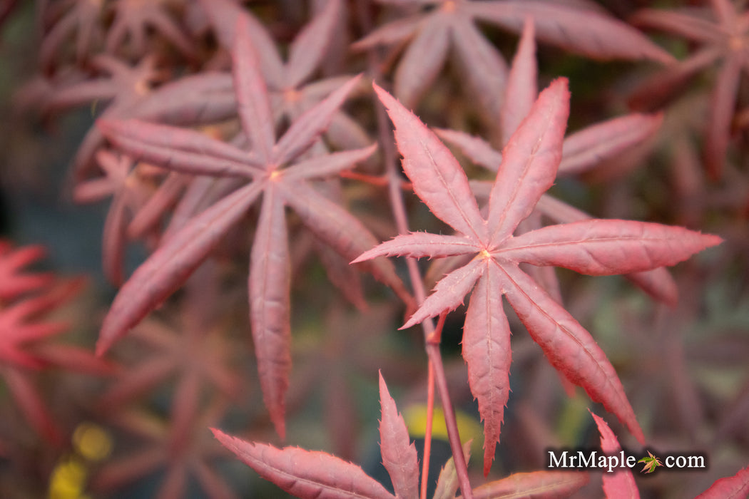 - Acer palmatum 'Peve Starfish' Japanese Maple - Mr Maple │ Buy Japanese Maple Trees