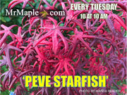 - FOR PICK UP ONLY | Acer palmatum 'Peve Starfish' Japanese Maple | DOES NOT SHIP - Mr Maple │ Buy Japanese Maple Trees