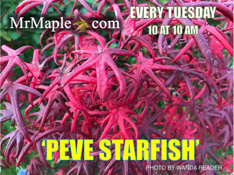 - FOR PICK UP ONLY | Acer palmatum 'Peve Starfish' Japanese Maple | DOES NOT SHIP - Mr Maple │ Buy Japanese Maple Trees