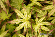- Acer palmatum 'Phantom Flame' Japanese Maple - Mr Maple │ Buy Japanese Maple Trees