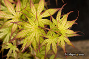 - Acer palmatum 'Phantom Flame' Japanese Maple - Mr Maple │ Buy Japanese Maple Trees