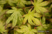 - Acer palmatum 'Phantom Flame' Japanese Maple - Mr Maple │ Buy Japanese Maple Trees