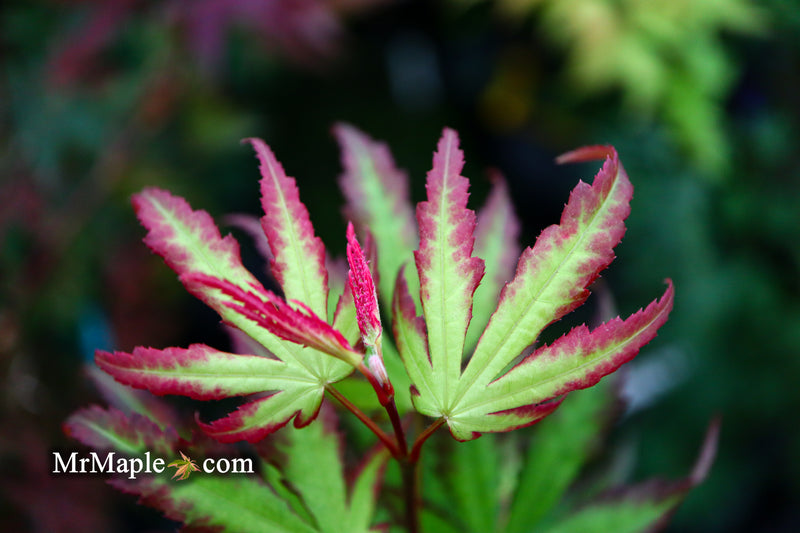 - Acer palmatum 'Phantom Flame' Japanese Maple - Mr Maple │ Buy Japanese Maple Trees