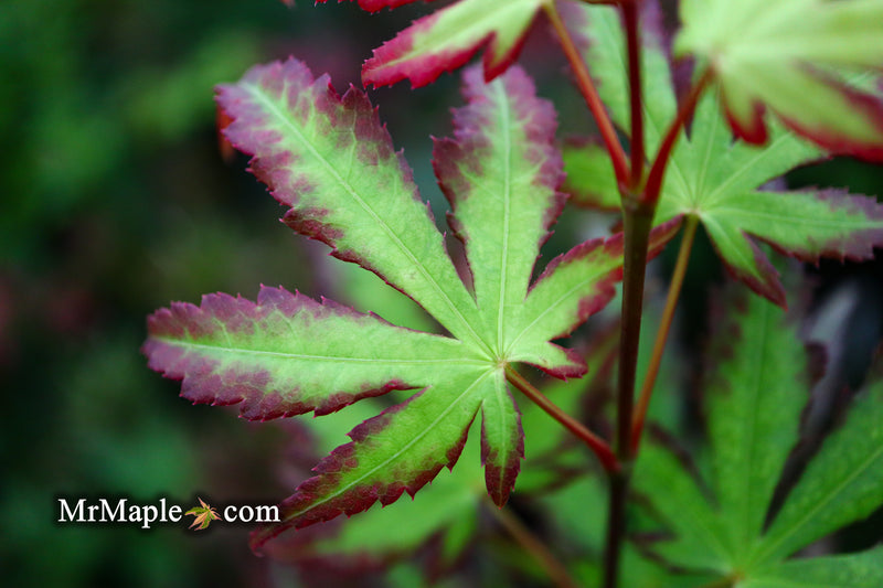 - Acer palmatum 'Phantom Flame' Japanese Maple - Mr Maple │ Buy Japanese Maple Trees