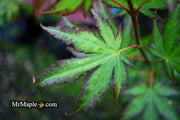 - Acer palmatum 'Phantom Flame' Japanese Maple - Mr Maple │ Buy Japanese Maple Trees