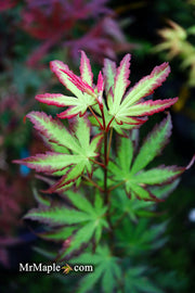 - Acer palmatum 'Phantom Flame' Japanese Maple - Mr Maple │ Buy Japanese Maple Trees