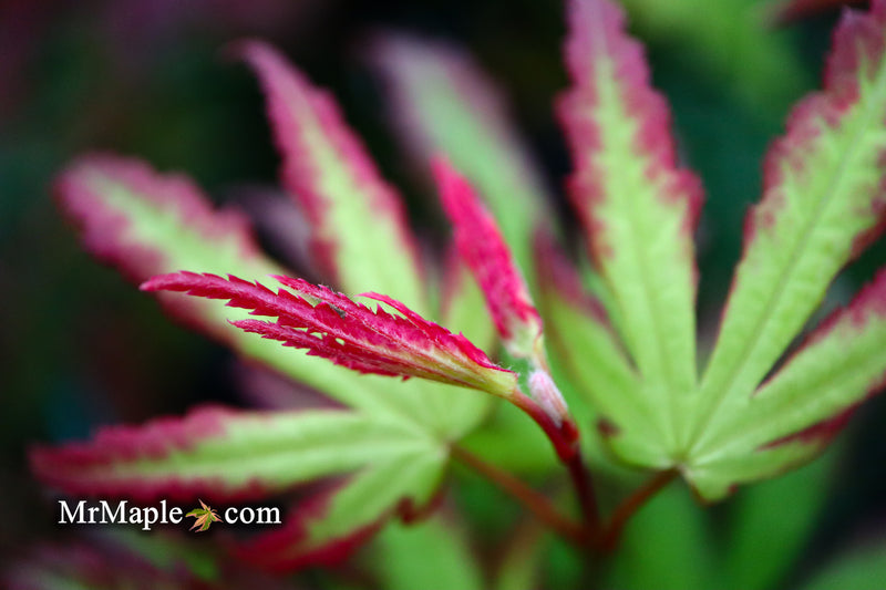- Acer palmatum 'Phantom Flame' Japanese Maple - Mr Maple │ Buy Japanese Maple Trees