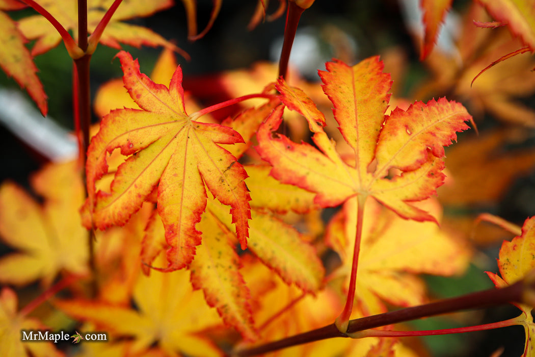 Acer palmatum 'Phantom Flame' Japanese Maple