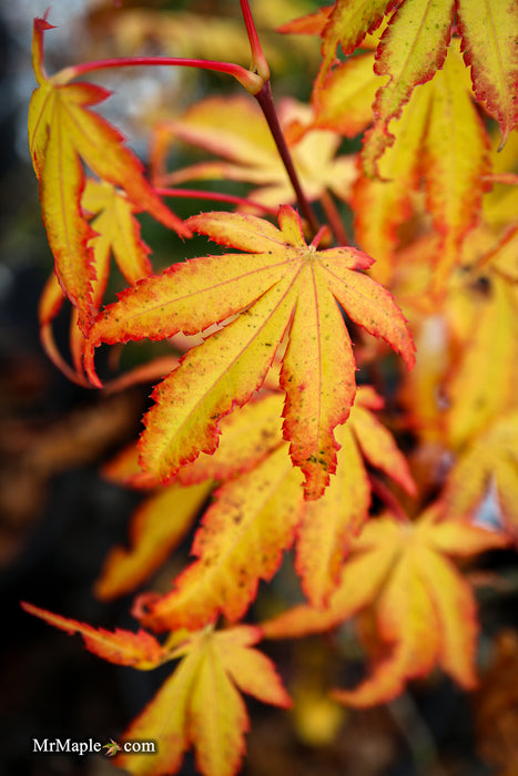 Acer palmatum 'Phantom Flame' Japanese Maple