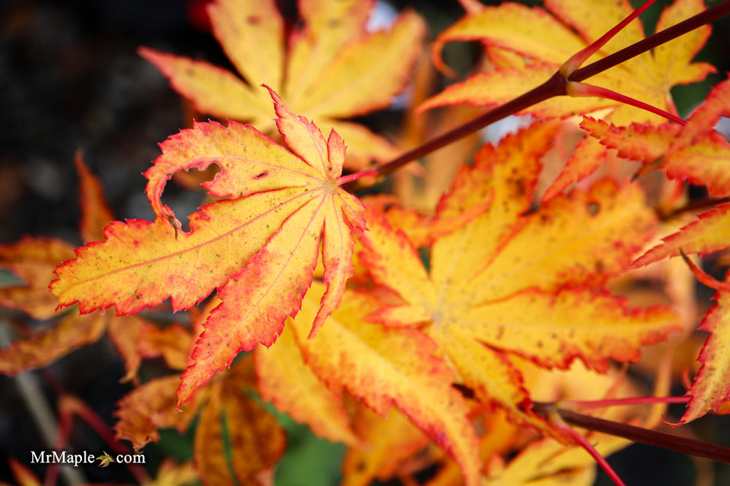 Acer palmatum 'Phantom Flame' Japanese Maple