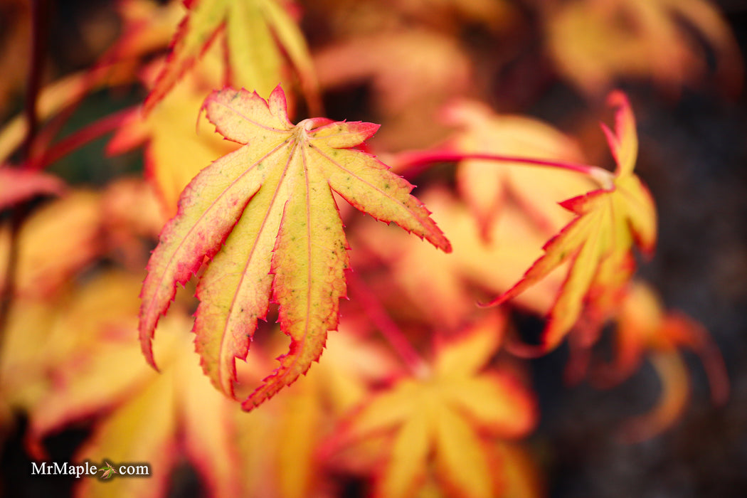 Acer palmatum 'Phantom Flame' Japanese Maple