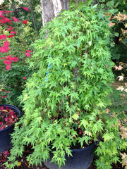 - FOR PICKUP ONLY | Acer palmatum 'Ryusen' Japanese Maple | DOES NOT SHIP - Mr Maple │ Buy Japanese Maple Trees