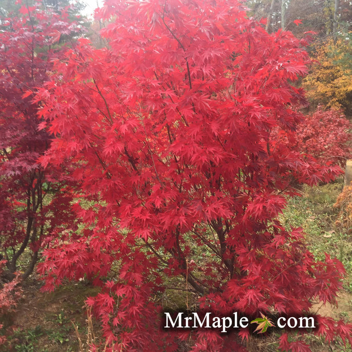 FOR PICKUP ONLY | Acer shirasawanum x palmatum 'Red Dawn' Japanese Maple | DOES NOT SHIP