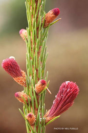 - Picea Abies 'Rubra Spicata' Rare Red-Tipped Norway Spruce - Mr Maple │ Buy Japanese Maple Trees