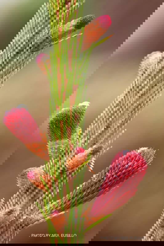 - Picea Abies 'Rubra Spicata' Rare Red-Tipped Norway Spruce - Mr Maple │ Buy Japanese Maple Trees