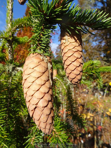 - Picea Abies 'Rubra Spicata' Rare Red-Tipped Norway Spruce - Mr Maple │ Buy Japanese Maple Trees
