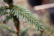 - Picea Abies 'Rubra Spicata' Rare Red-Tipped Norway Spruce - Mr Maple │ Buy Japanese Maple Trees