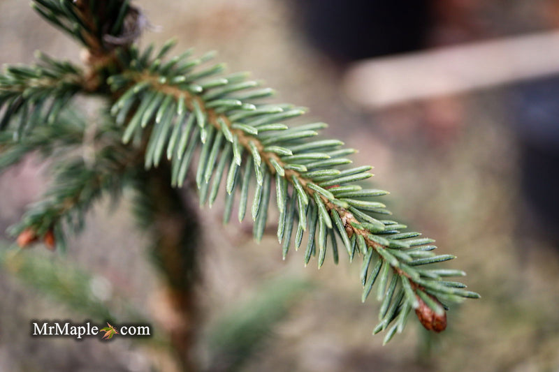 - Picea Abies 'Rubra Spicata' Rare Red-Tipped Norway Spruce - Mr Maple │ Buy Japanese Maple Trees