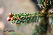 - Picea Abies 'Rubra Spicata' Rare Red-Tipped Norway Spruce - Mr Maple │ Buy Japanese Maple Trees