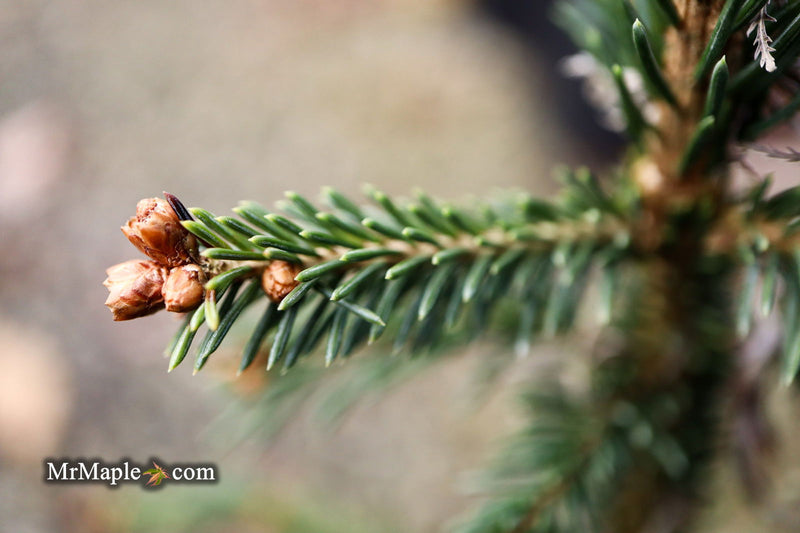 - Picea Abies 'Rubra Spicata' Rare Red-Tipped Norway Spruce - Mr Maple │ Buy Japanese Maple Trees