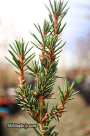 - Picea Abies 'Rubra Spicata' Rare Red-Tipped Norway Spruce - Mr Maple │ Buy Japanese Maple Trees