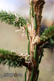 - Picea Abies 'Rubra Spicata' Rare Red-Tipped Norway Spruce - Mr Maple │ Buy Japanese Maple Trees