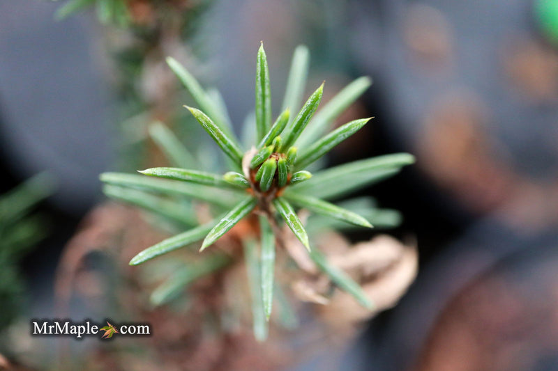 - Picea Abies 'Rubra Spicata' Rare Red-Tipped Norway Spruce - Mr Maple │ Buy Japanese Maple Trees
