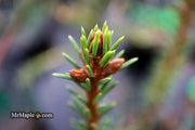- Picea Abies 'Rubra Spicata' Rare Red-Tipped Norway Spruce - Mr Maple │ Buy Japanese Maple Trees