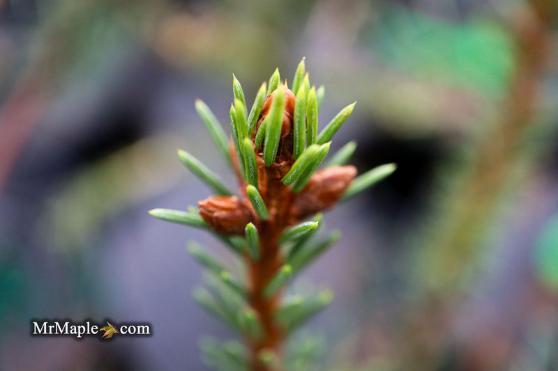 - Picea Abies 'Rubra Spicata' Rare Red-Tipped Norway Spruce - Mr Maple │ Buy Japanese Maple Trees