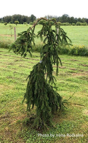 - Picea abies 'Aarburg' Weeping Norway Spruce - Mr Maple │ Buy Japanese Maple Trees